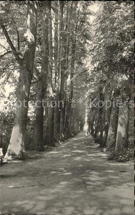 Eutin Lindenallee im Schlossgarten
