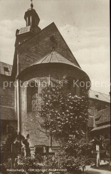 Hildesheim 1000jähriger Rosenstock am Dom Bahnpost
