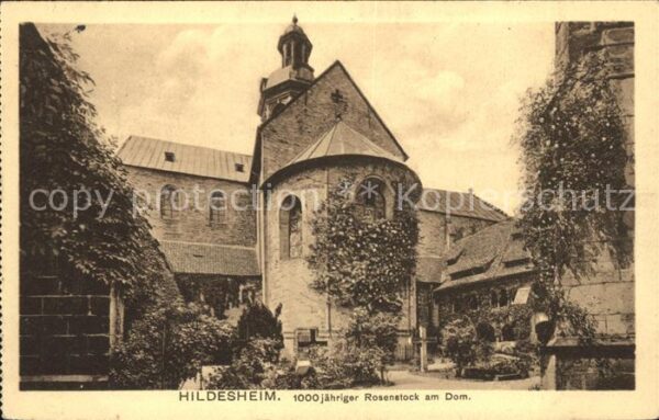 Hildesheim 1000jähriger Rosenstock am Dom