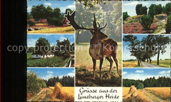 Bevensen Bad Teilansichten Lüneburger Heide Damhirsc