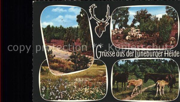 Lueneburger Heide Wanderweg Heidschnucken Hirsch Pferde