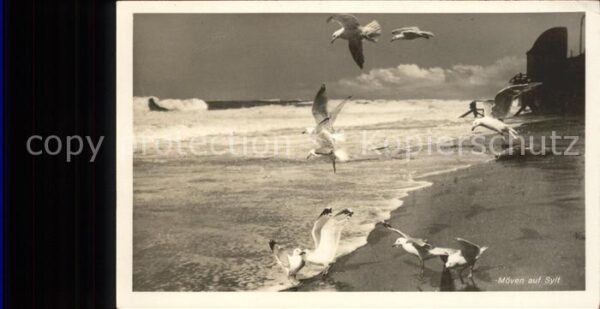 Sylt Möwen am Strand