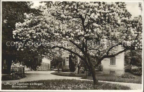 Jugenheim Seeheim-Jugenheim Blütenzauber