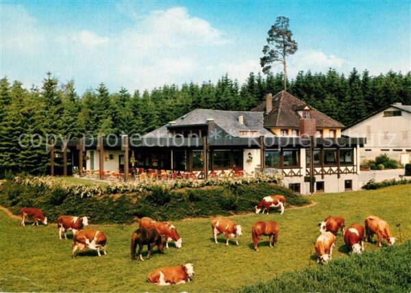 Bad Duerrheim Waldcafe Ausflugsort im Schwarzwald Küh