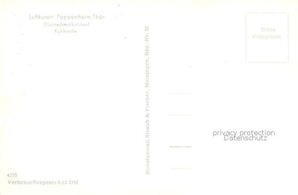 Pappenheim Thueringen Kuhherde – Bild 2