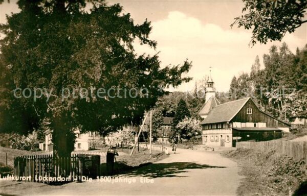 Lueckendorf 1500jährige Eibe