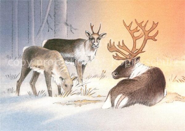 Hirsch Rangifer Tarandus Fennicus Waldren