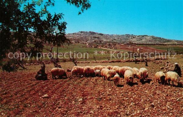 Bethlehem Yerushalayim Shepherd Field