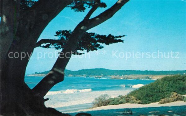 Carmel California Carmel Beach Cypress and Sand at the fo