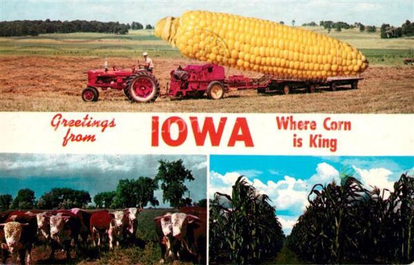 Iowa Wher the Corn is King Herefords The Kin
