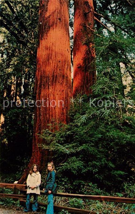 Mill Valley Muir Woods National Monument