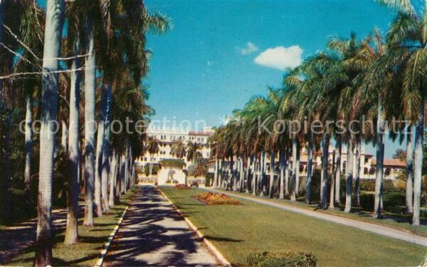 Miami Florida Row of Royal Palms