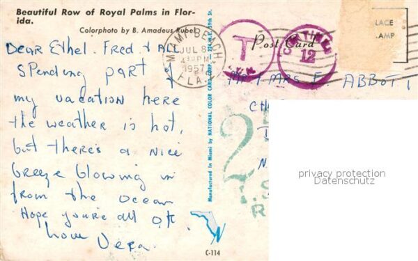 Miami Florida Row of Royal Palms – Bild 2