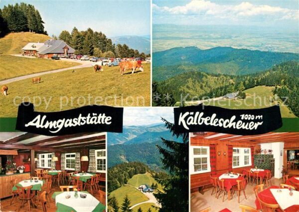 Muenstertal Schwarzwald Almgastätte Kälbelescheuer Kühe
