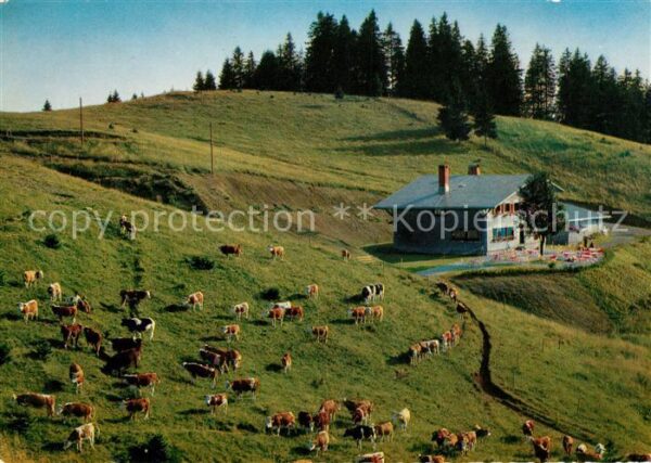 Bernau Schwarzwald Almhütte zum Krunkel Bach Kühe