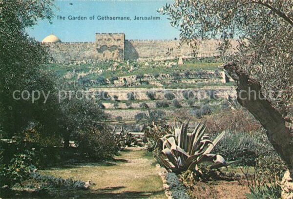 Jerusalem Yerushalayim Garden of Gethsemane