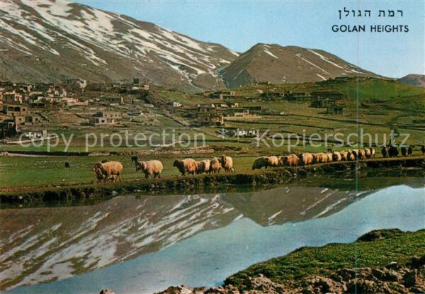 Magdal Shams Golan Heights Golanhöhen Schafherde Mt.