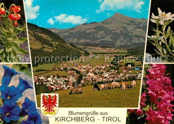 Kirchberg Tirol Gesamtansicht mit Alpenpanorama Viehwei