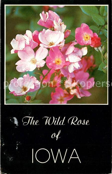 Blumen Wild Rose Iowa