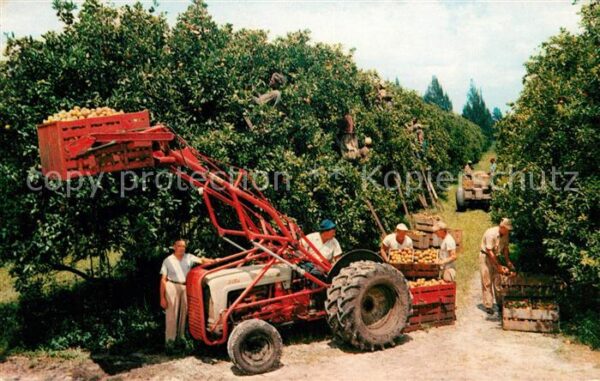 Ernte Landwirtschaft Citrus Harvest Florida