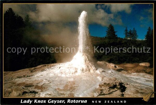 Geysire Vulcans Geysers Vulkane Lady Knox Geyser Rotorua New Zealand