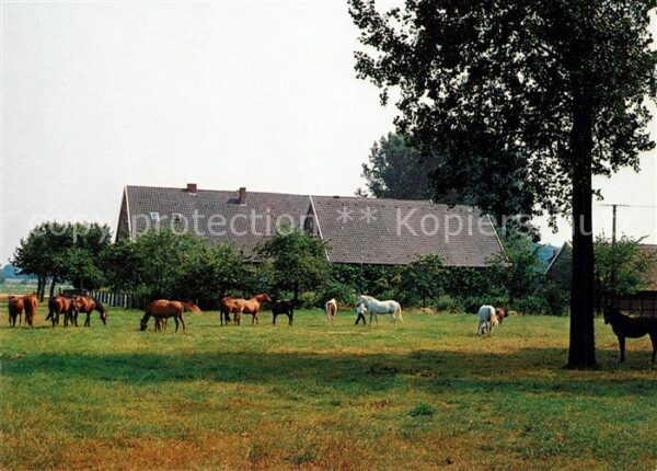 Havixbeck Hof Mormann Pferde