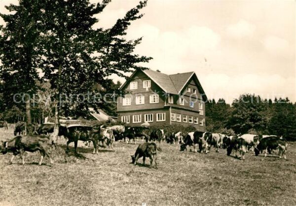 Rennsteig Ebertswiese Kuhherde