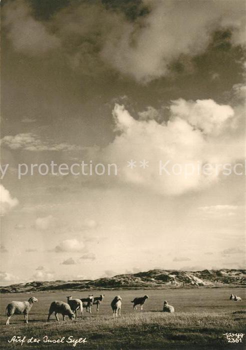 Foto Popp Nr. 2361 Insel Sylt Schafe