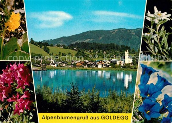 Goldegg Panorama Azaleen Edelweiß Enzian