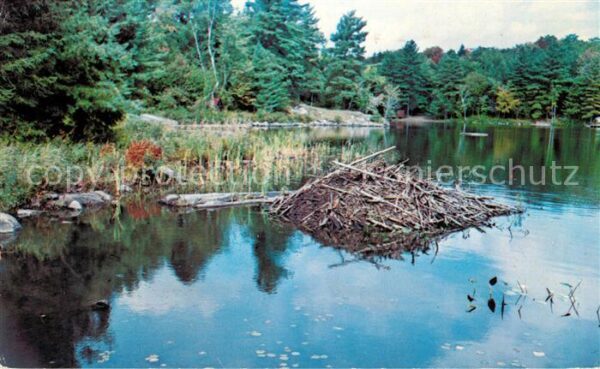 Rosseau Star Lake Nature