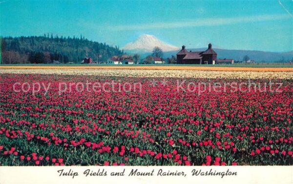 Mount Rainier Tulpenfelder