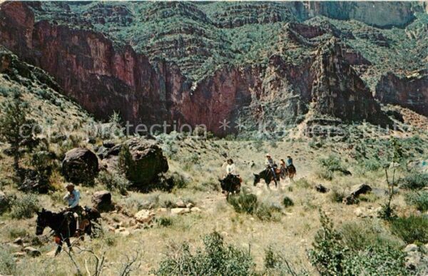 Esel Tiere Grand Canyon National Park Arizona Mule