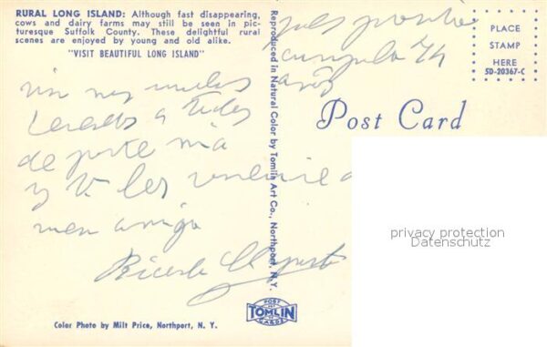 Kuehe Rural Long Island Suffolk County – Bild 2