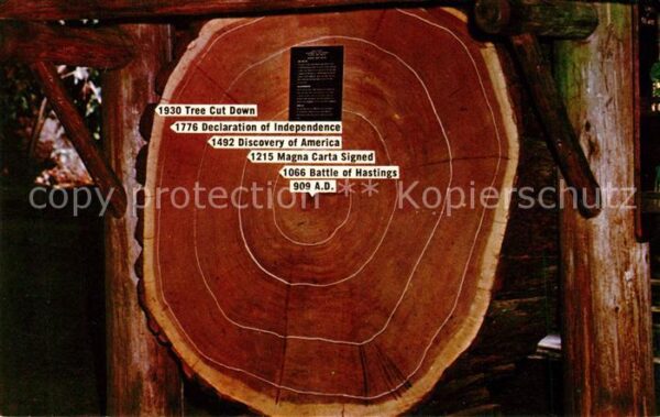 Baeume Trees Baumscheibe Jahresringe