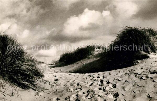 Insel Sylt Verwehte Dünen Natur