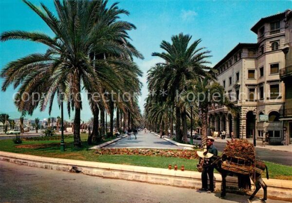 Palma de Mallorca Paseo Sagrera Palmen Esel Lasttier