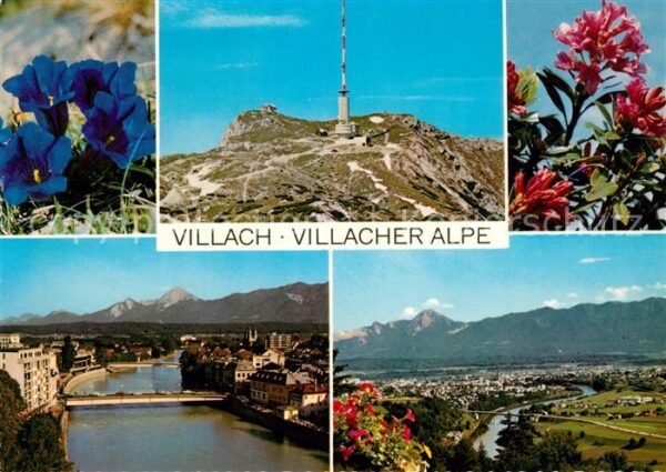 Villach Kaernten Villacher Alpe Enzian Alpenrose Sendema