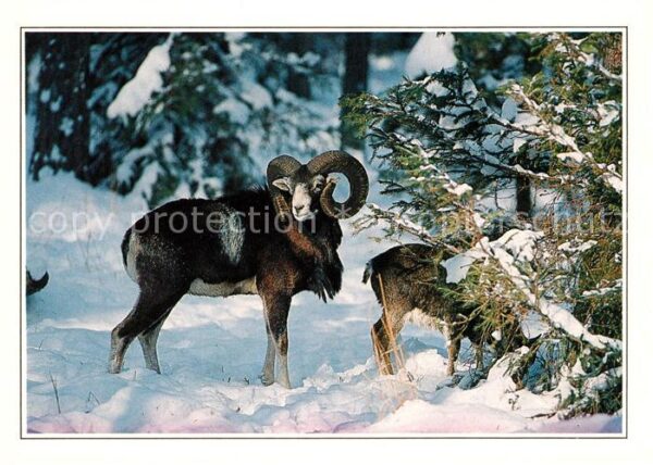 Tiere Mufflons Muflony