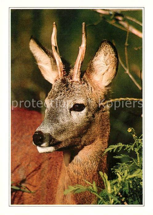 Hirsch Rehbock Roe-Deer Sarna-Rogacz