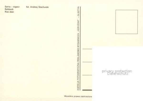 Hirsch Rehbock Roe-Deer Sarna-Rogacz – Bild 2