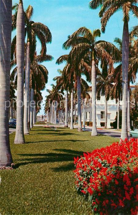 Palm Beach Avenue of magnificent Royal Palms