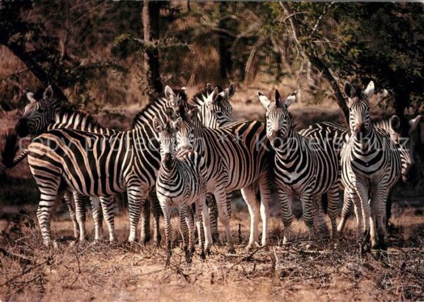 Zebra Southern Africa