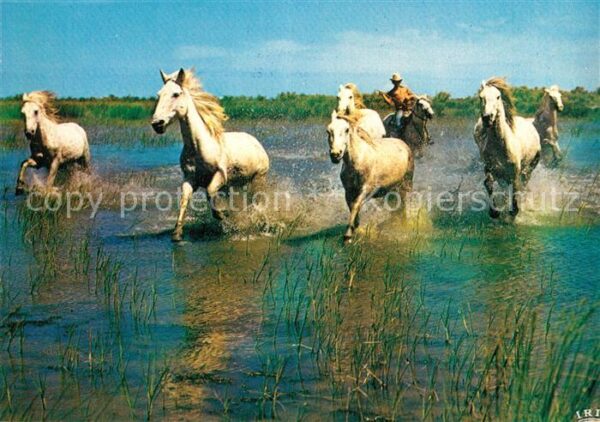 Pferde Camargue