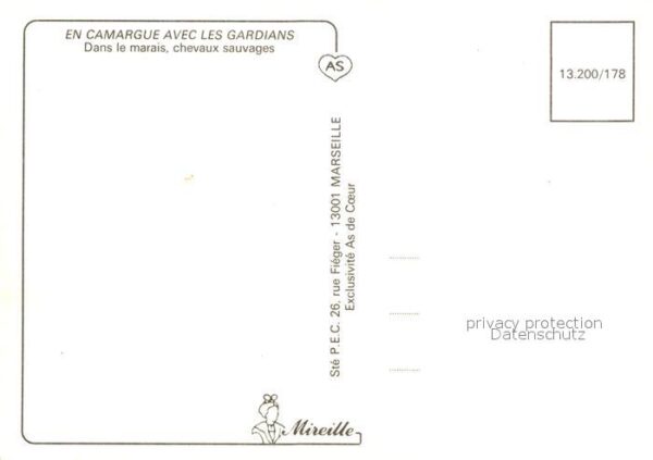 Pferde Camargue – Bild 2