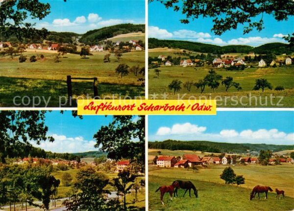 Scharbach Pferde