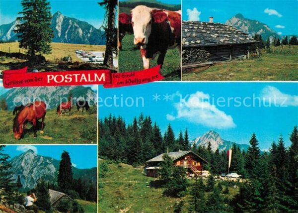 Strobl Wolfgangsee Postalm Kuh Pferde
