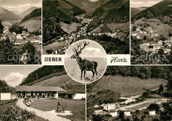 Sieber