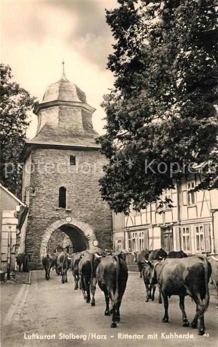 Stolberg Harz Rittertor Kuhherde