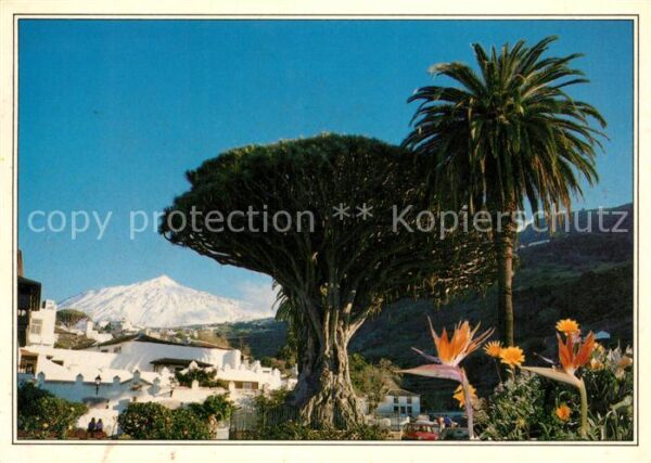 Tenerife Drago Milenario El Teide
