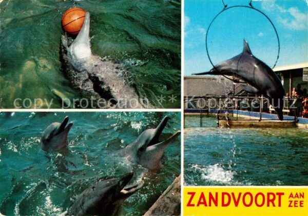 Delfine Delphine Dolphins Dauphins Delfi Zandvoort aan Zee